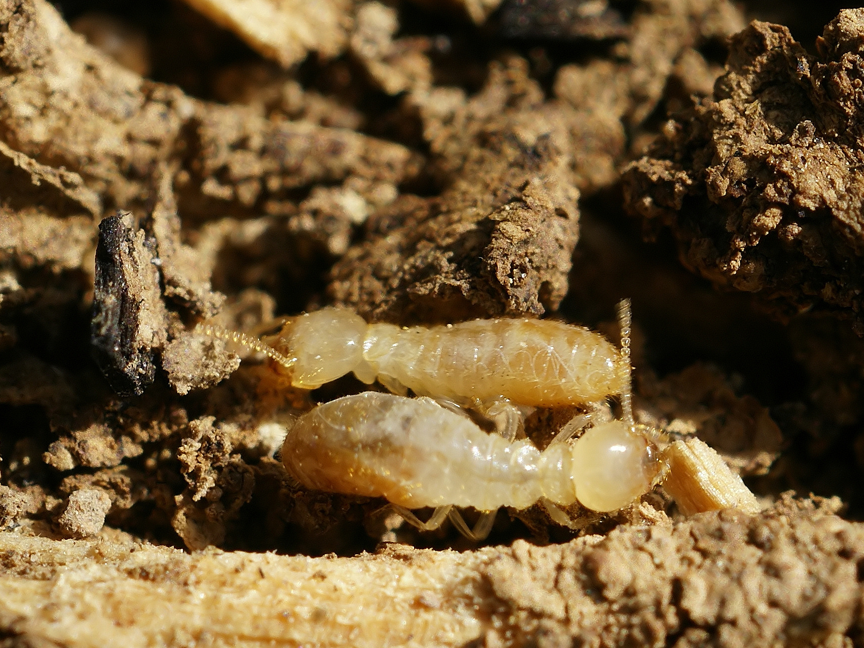 Reticulitermes banyulensis crop