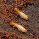subterranean termites 1