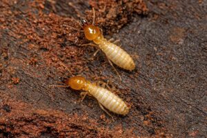 subterranean termites 1