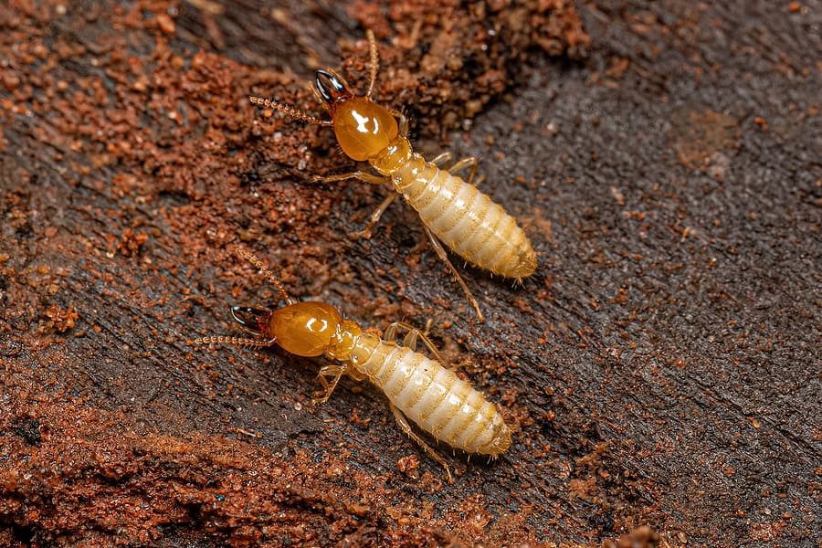subterranean termites 1