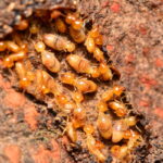 termite 2