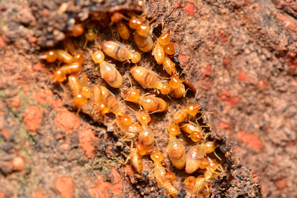 termite 2