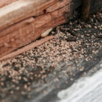 termite frass 1110x550 1